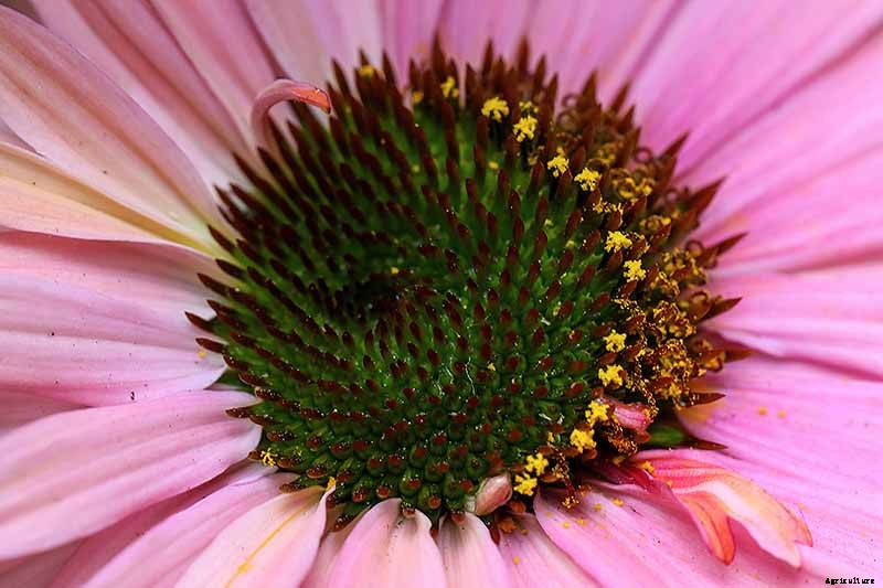 How to Grow and Care for Coneflowers, A Native American Favorite
