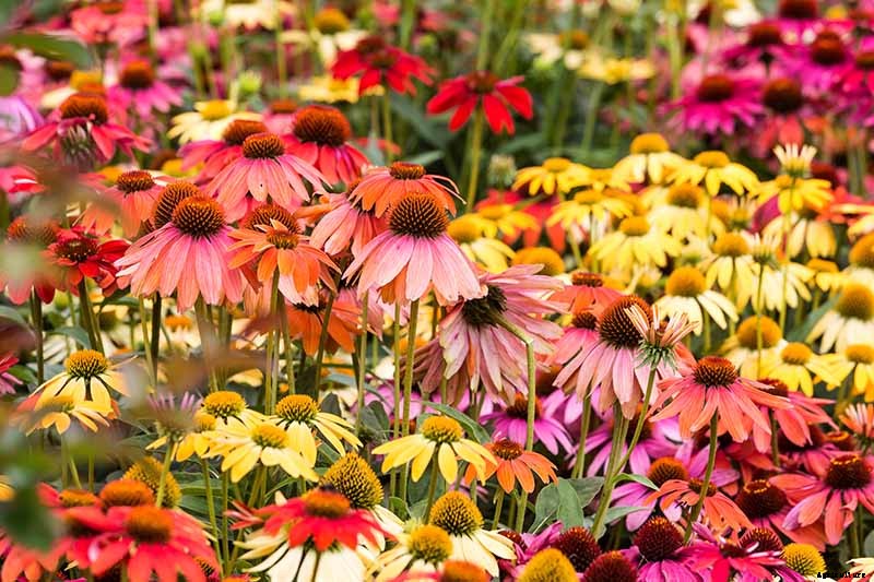 How to Grow and Care for Coneflowers, A Native American Favorite