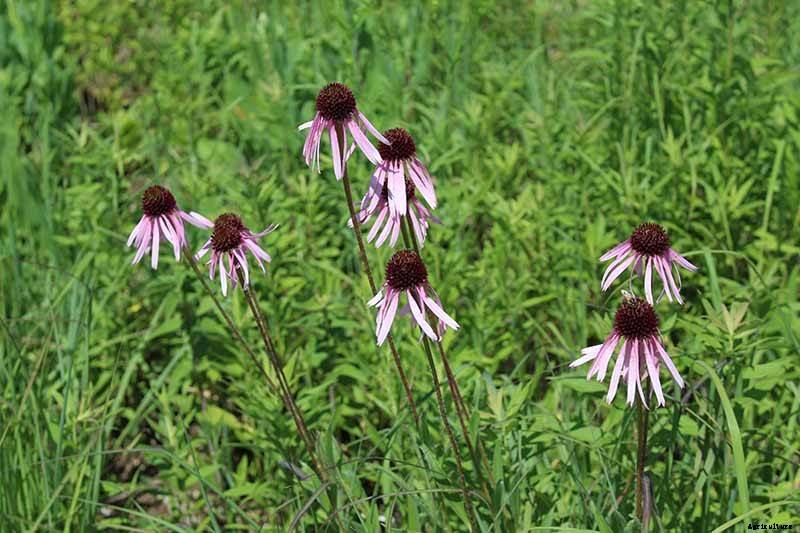 How to Grow and Care for Coneflowers, A Native American Favorite