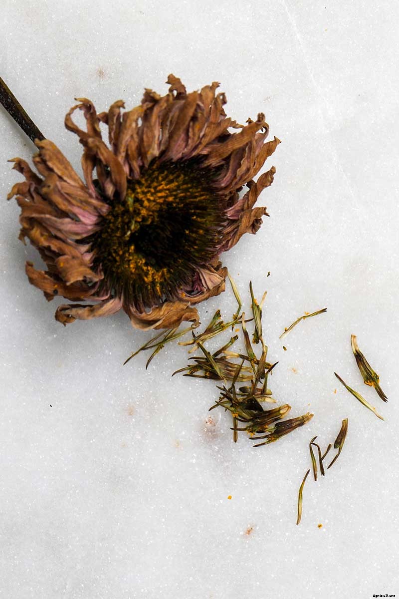 How to Grow and Care for Coneflowers, A Native American Favorite