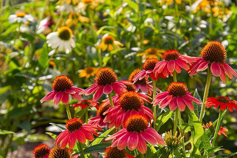 How to Grow and Care for Coneflowers, A Native American Favorite