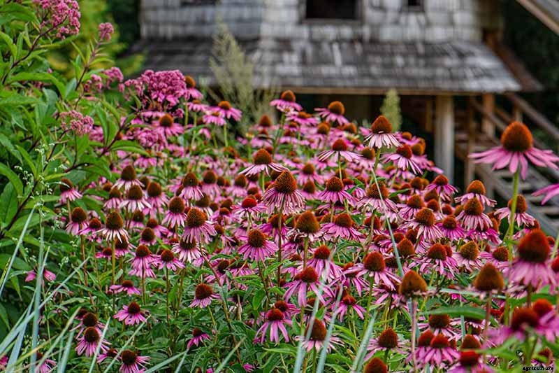 How to Grow and Care for Coneflowers, A Native American Favorite