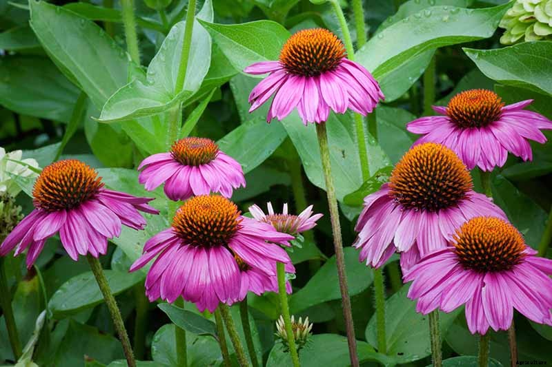 How to Grow and Care for Coneflowers, A Native American Favorite