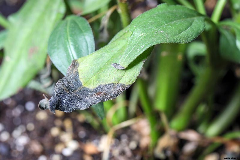 How to Grow and Care for Coneflowers, A Native American Favorite