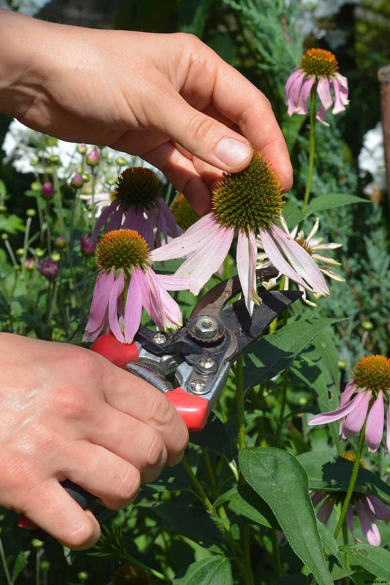 How to Grow and Care for Coneflowers, A Native American Favorite