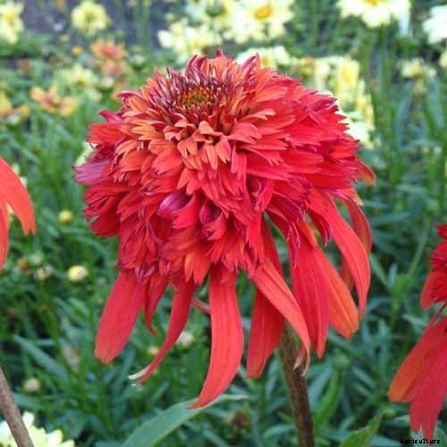 How to Grow and Care for Coneflowers, A Native American Favorite