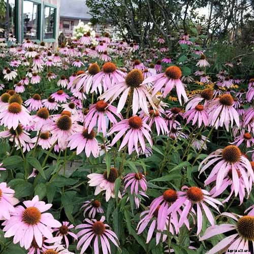 How to Grow and Care for Coneflowers, A Native American Favorite