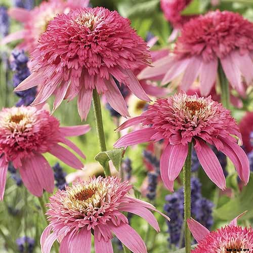 How to Grow and Care for Coneflowers, A Native American Favorite