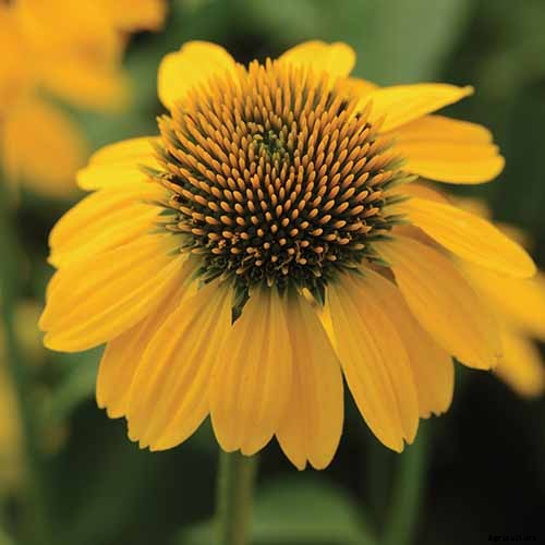 How to Grow and Care for Coneflowers, A Native American Favorite