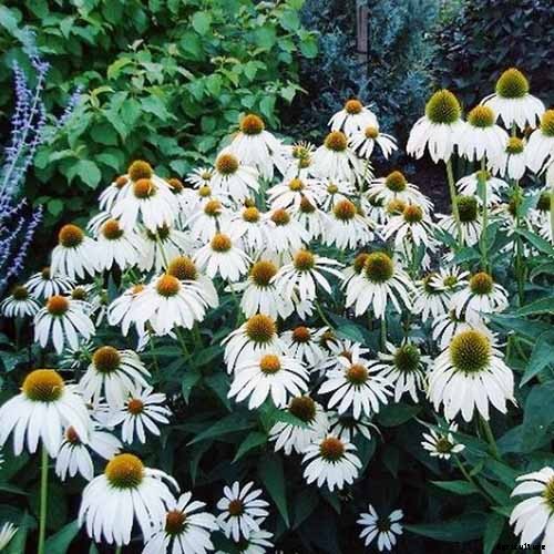 How to Grow and Care for Coneflowers, A Native American Favorite