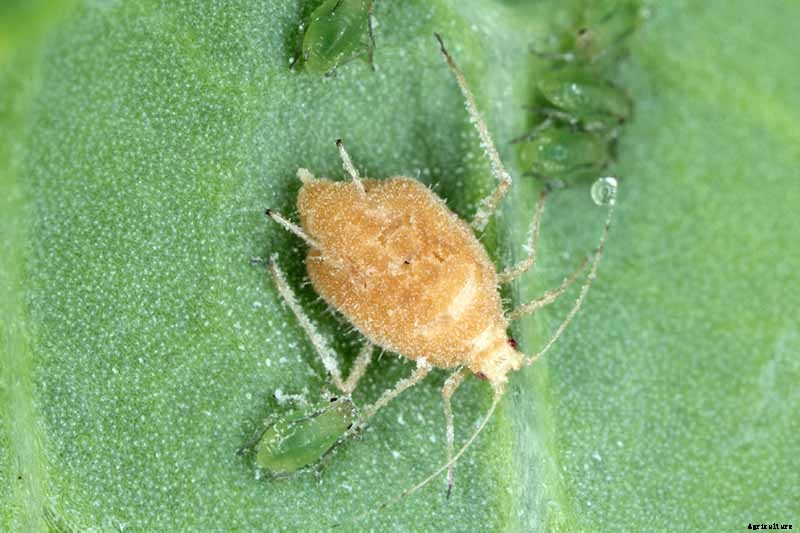 How to Grow and Care for Coneflowers, A Native American Favorite