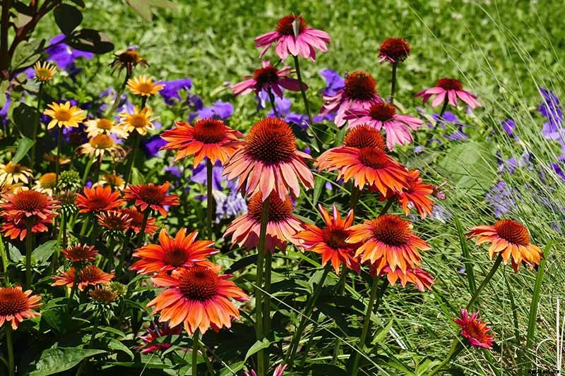How to Grow and Care for Coneflowers, A Native American Favorite