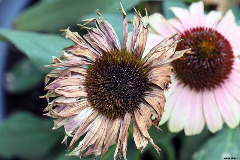 How to Grow and Care for Coneflowers, A Native American Favorite