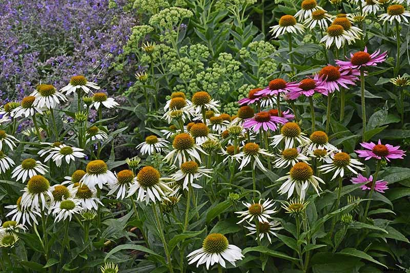 How to Grow and Care for Coneflowers, A Native American Favorite