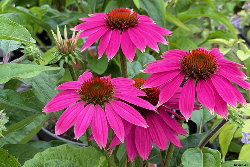 How to Grow and Care for Coneflowers, A Native American Favorite