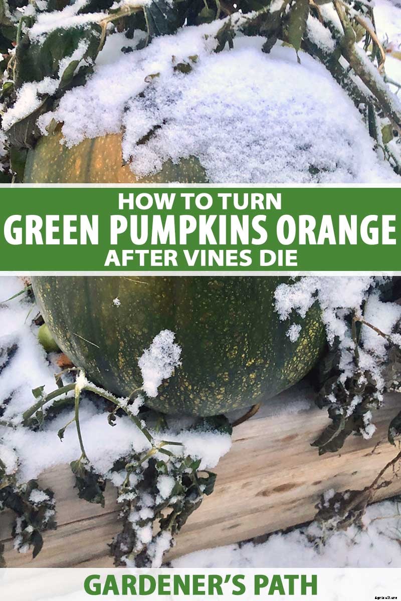 How to Turn Green Pumpkins Orange After Vines Die
