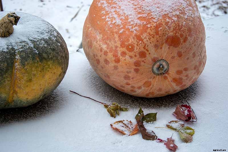 How to Turn Green Pumpkins Orange After Vines Die