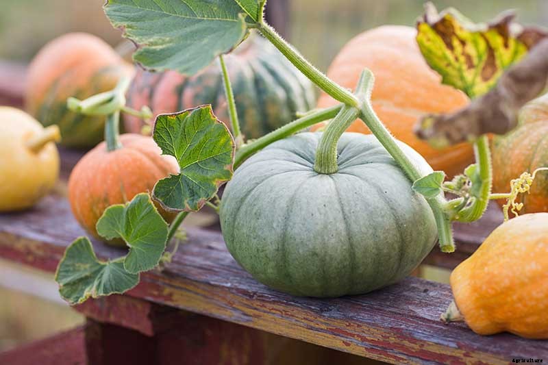 How to Turn Green Pumpkins Orange After Vines Die