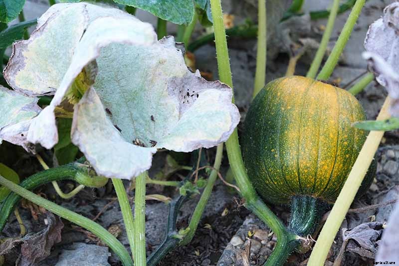 How to Turn Green Pumpkins Orange After Vines Die