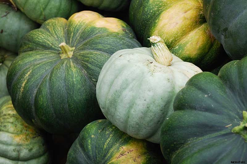 How to Turn Green Pumpkins Orange After Vines Die
