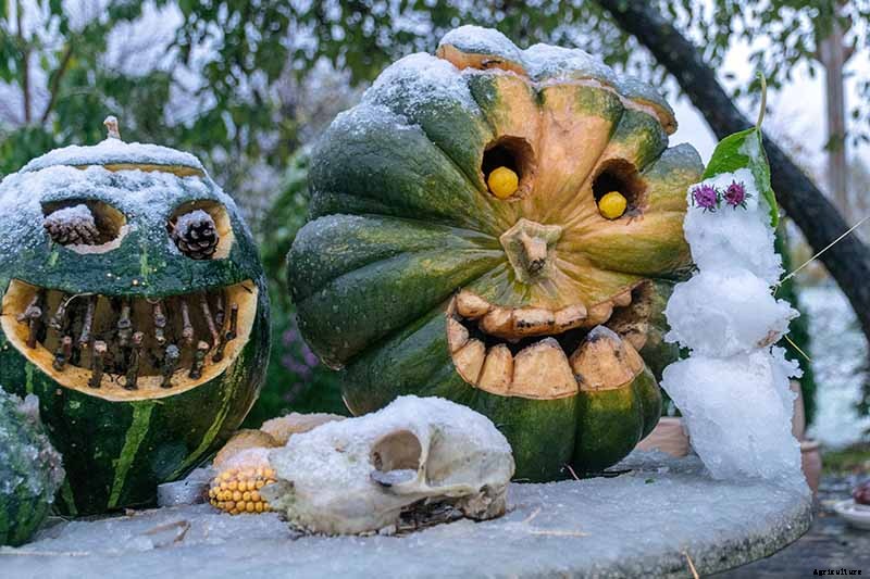 How to Turn Green Pumpkins Orange After Vines Die