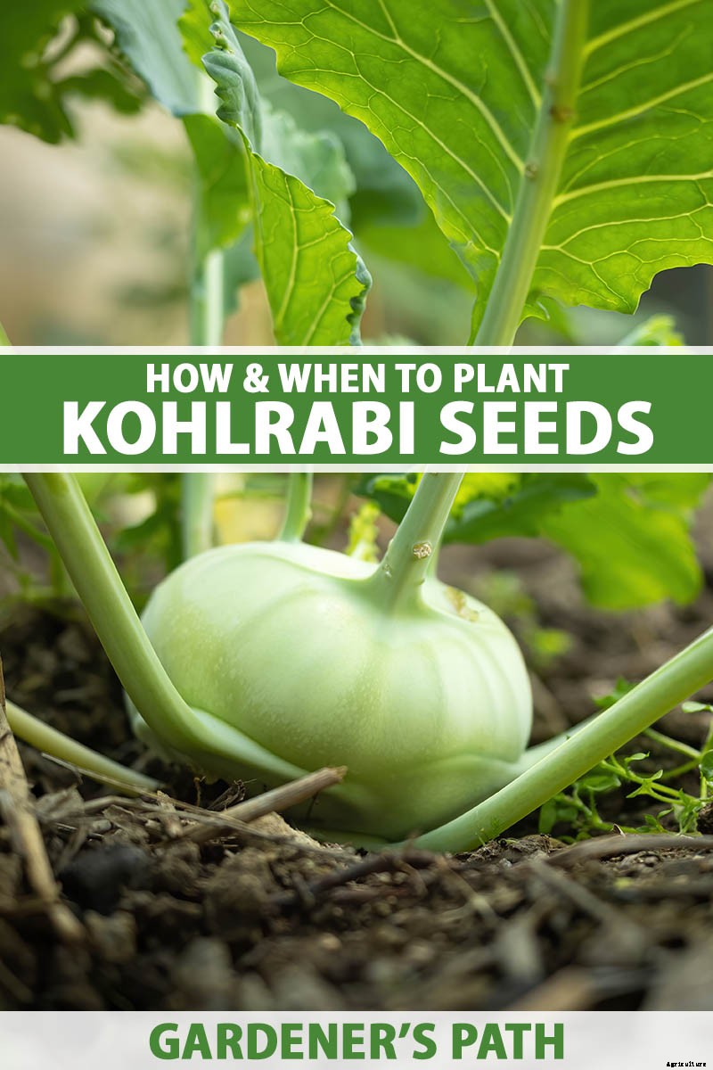 How to Plant Kohlrabi Seeds