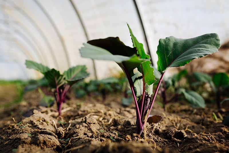 How to Plant Kohlrabi Seeds