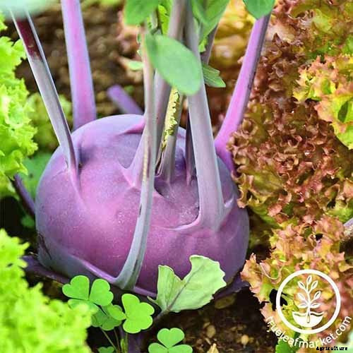 How to Plant Kohlrabi Seeds