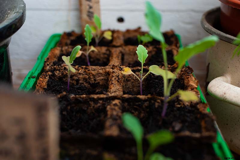 How to Plant Kohlrabi Seeds