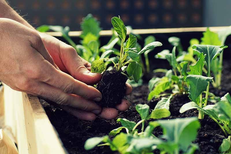 How to Plant Kohlrabi Seeds