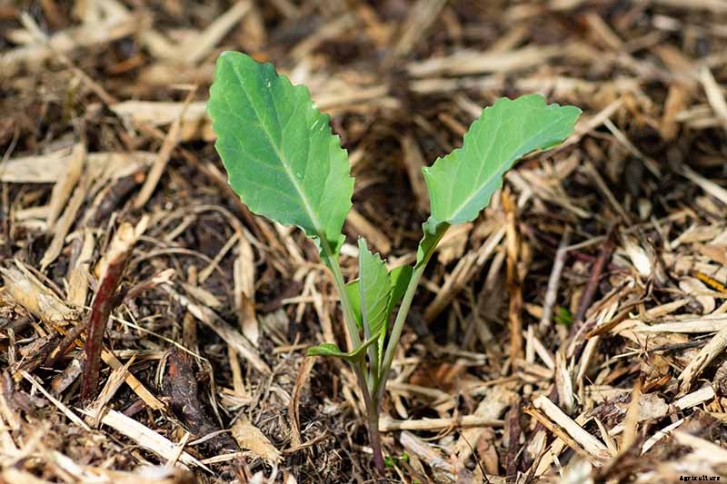 How to Plant Kohlrabi Seeds