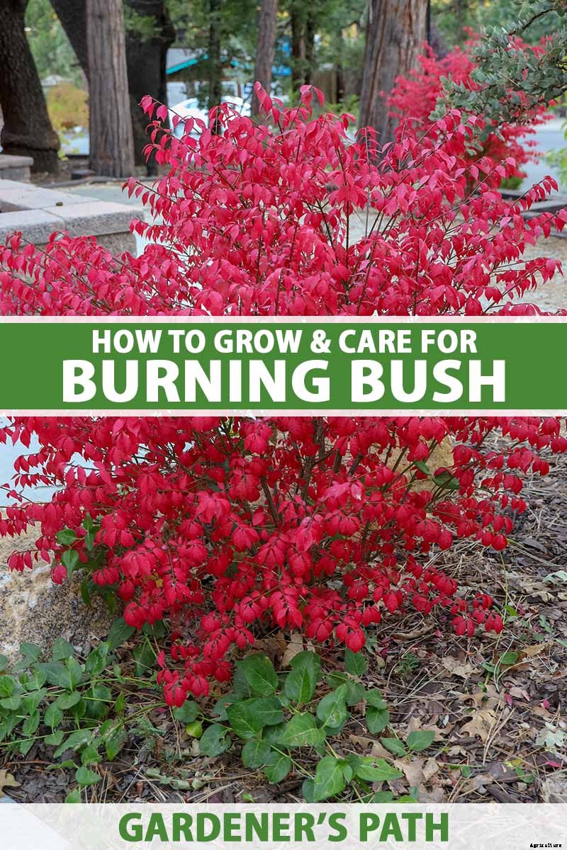 How to Grow and Care for Burning Bushes