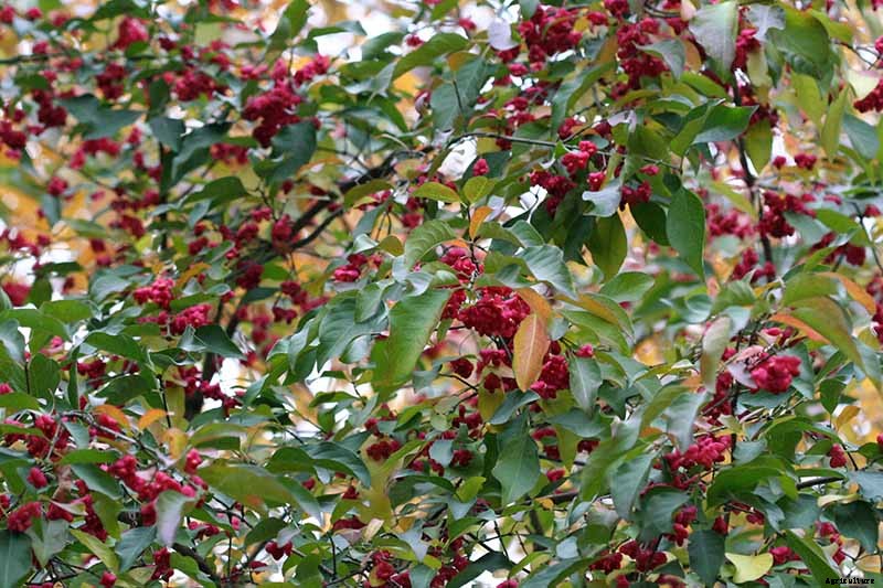 How to Grow and Care for Burning Bushes