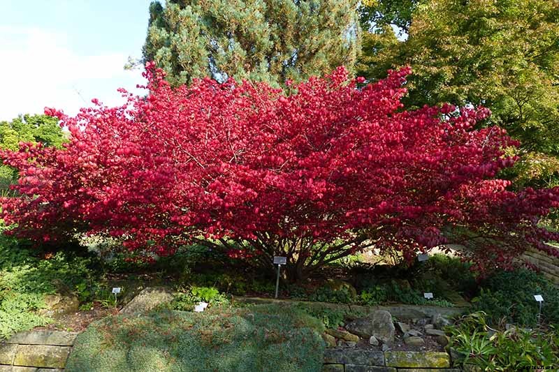 How to Grow and Care for Burning Bushes