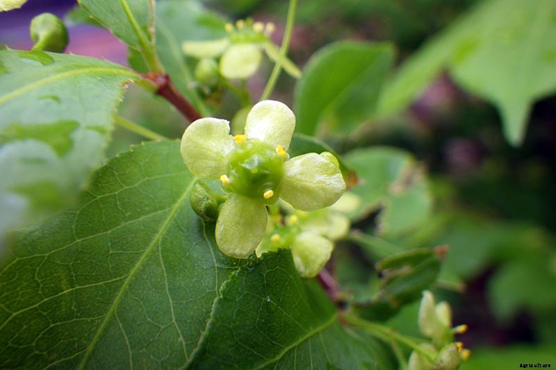 How to Grow and Care for Burning Bushes