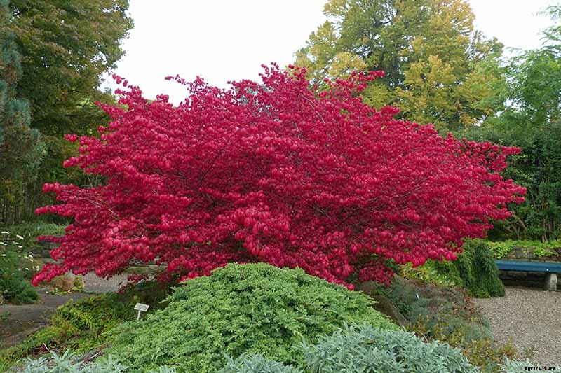 How to Grow and Care for Burning Bushes