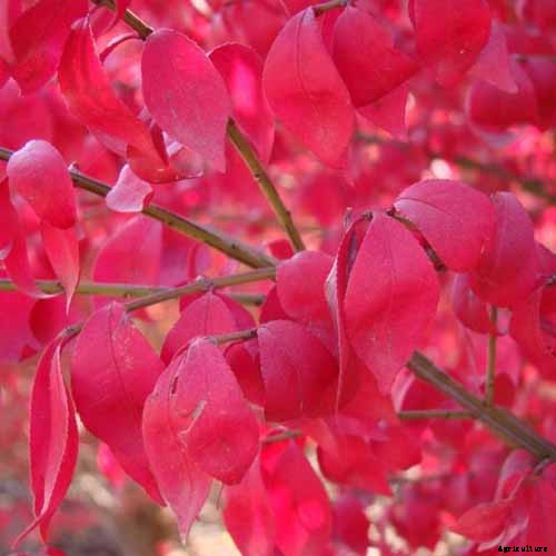 How to Grow and Care for Burning Bushes