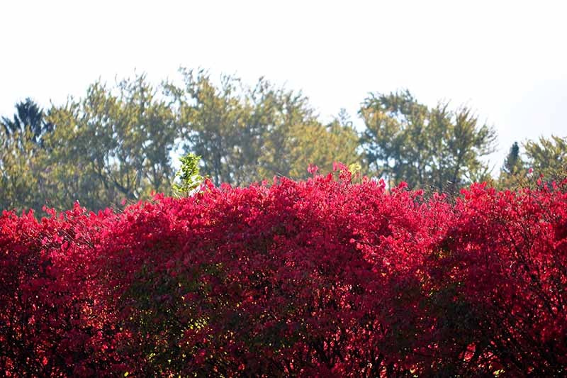 How to Grow and Care for Burning Bushes