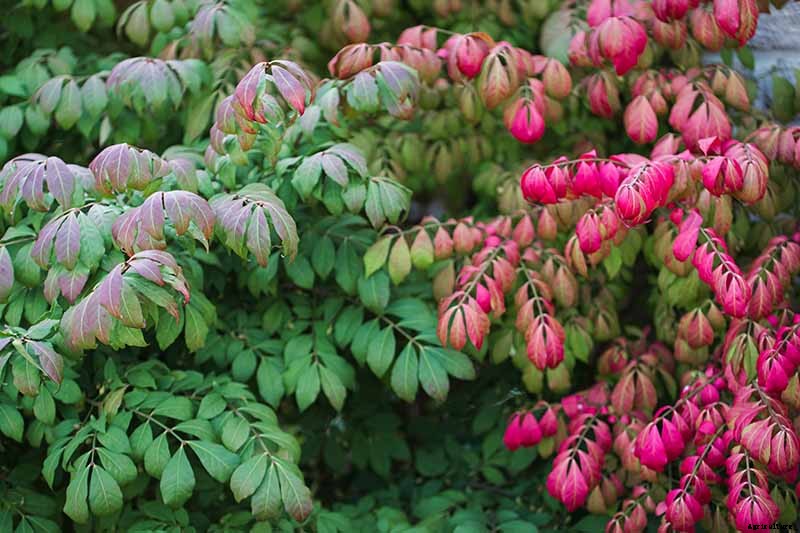 How to Grow and Care for Burning Bushes