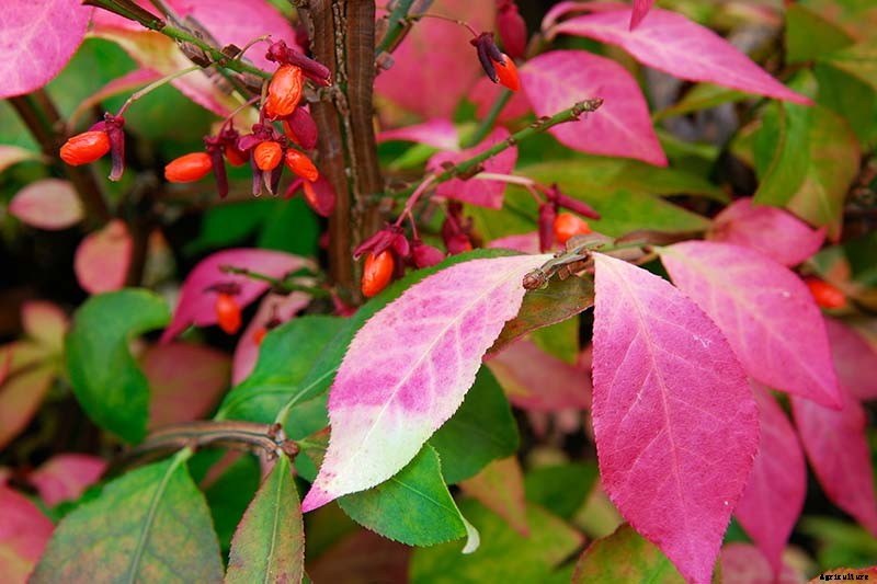 How to Grow and Care for Burning Bushes