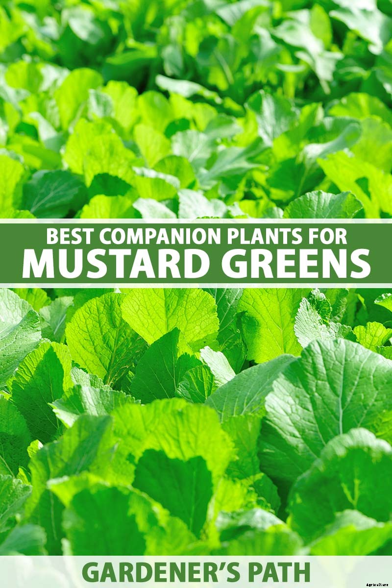 Must-Have Companion Plants for Mustard Greens (and What Not to Plant Nearby)