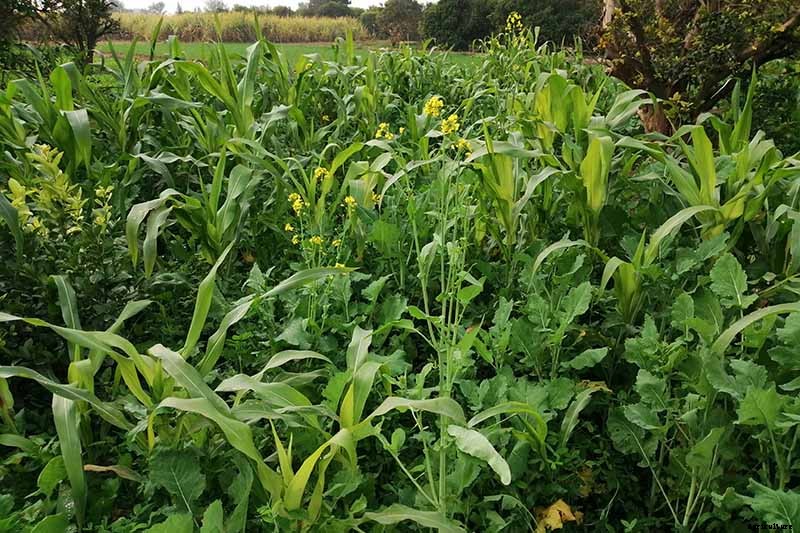 Must-Have Companion Plants for Mustard Greens (and What Not to Plant Nearby)