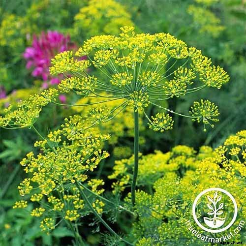 Must-Have Companion Plants for Mustard Greens (and What Not to Plant Nearby)