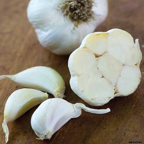 Must-Have Companion Plants for Mustard Greens (and What Not to Plant Nearby)