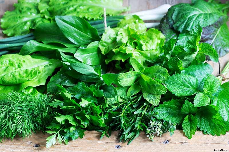 Must-Have Companion Plants for Mustard Greens (and What Not to Plant Nearby)