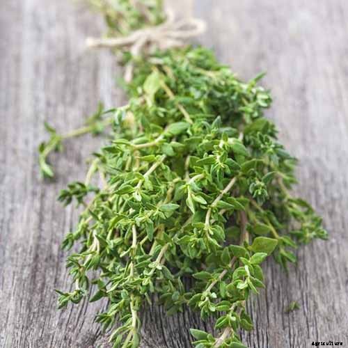 Must-Have Companion Plants for Mustard Greens (and What Not to Plant Nearby)