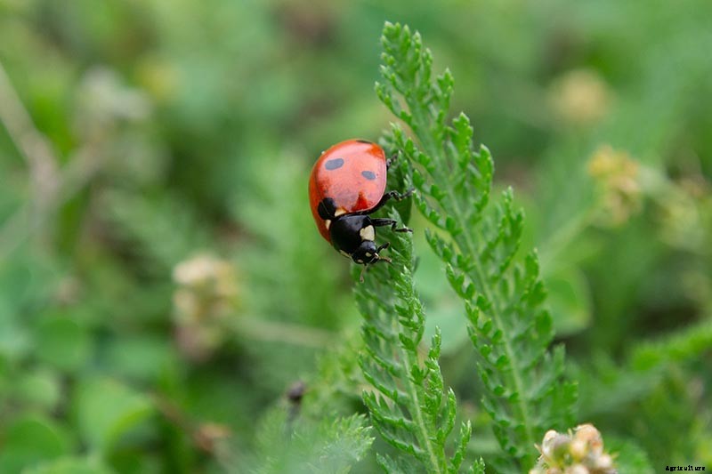 Must-Have Companion Plants for Mustard Greens (and What Not to Plant Nearby)