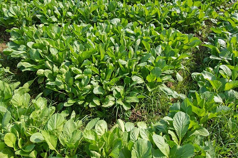 Must-Have Companion Plants for Mustard Greens (and What Not to Plant Nearby)