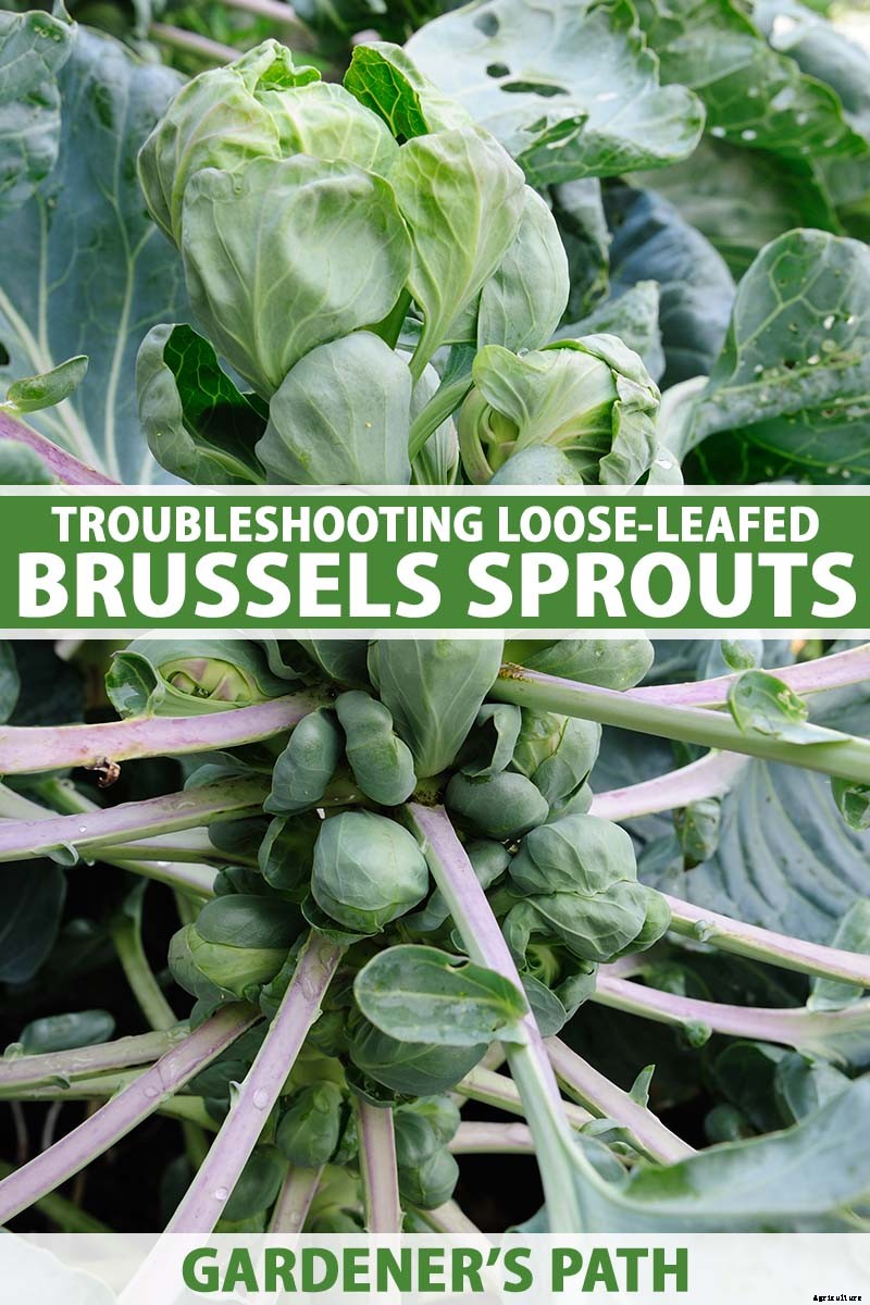 Loose-Leafed Brussels Sprouts: What to Do for Poorly Formed Heads