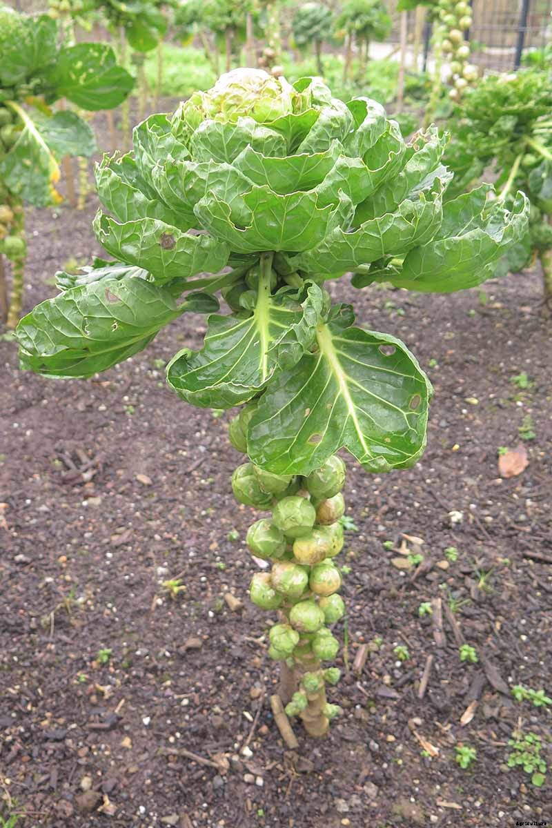 Loose-Leafed Brussels Sprouts: What to Do for Poorly Formed Heads
